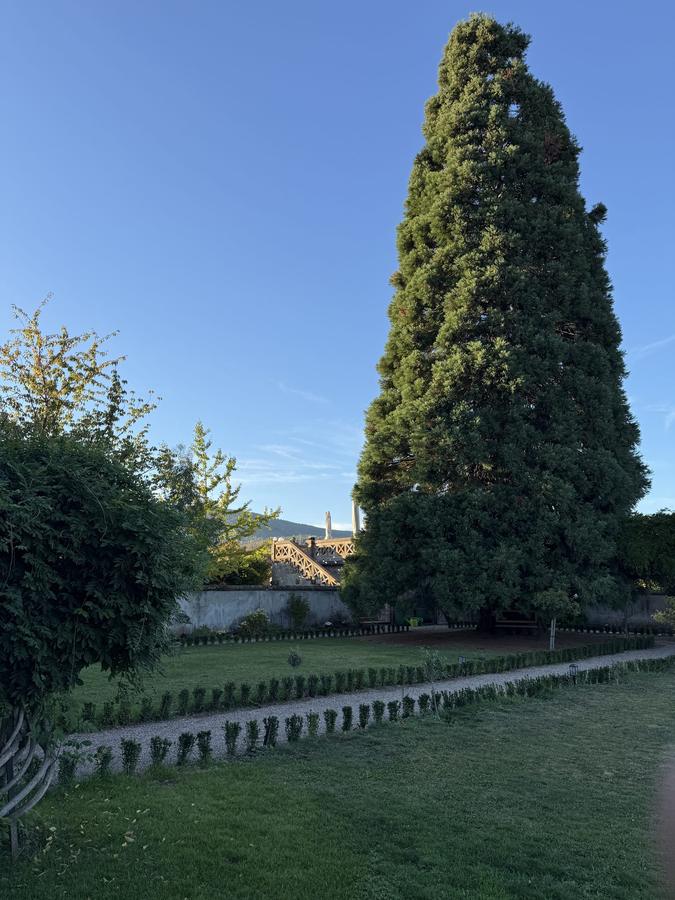 Der Schlossgarten mit altem Baumbestand
